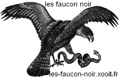 les faucon noir Index du Forum