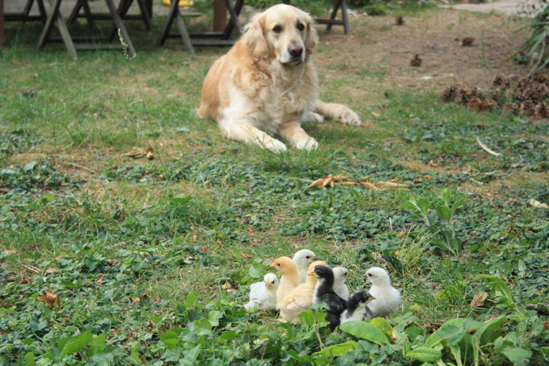 Nos Amours de Plumes et de Poils :: cohabitation chien Nos Amours de Plumes et de Poils :: cohabitation chien