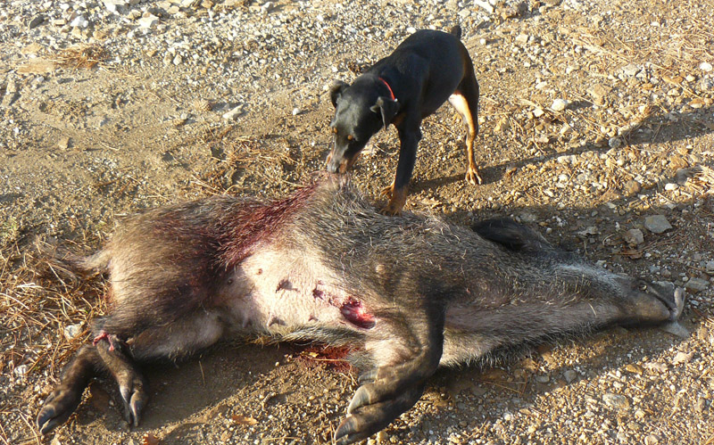 Le Forum Chasse et Chien :: Les recherches de Bouchka. Le Forum Chasse et Chien :: Les recherches de Bouchka.