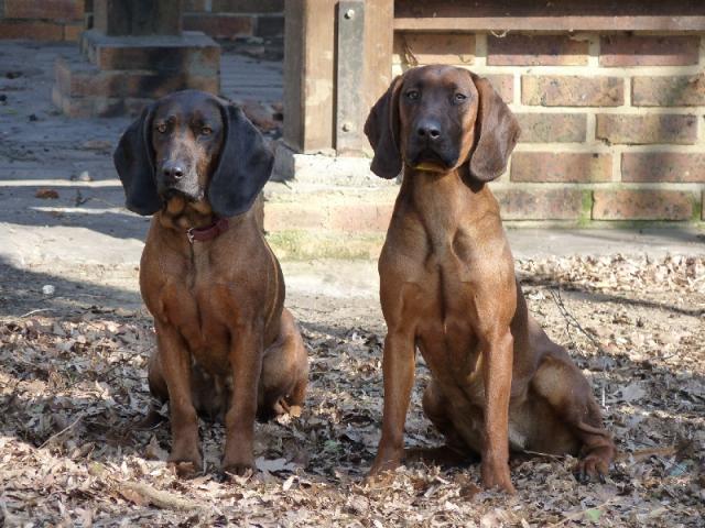 rouge de baviere chasse rouge de baviere chasse