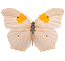 Papillon Faux-citron du cassier
