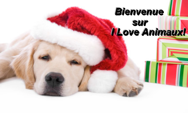 ILA (I Love Animaux) Index du Forum
