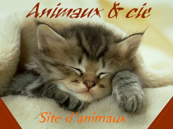 Animaux & cie Index du Forum