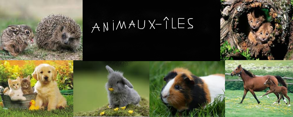Animaux-îles Index du Forum