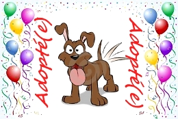 chienadopté3