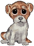 chiens 3
