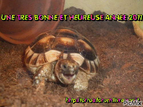 FORUM OFFICIEL DU LIVRE TOUT SUR LES TORTUES Index du Forum