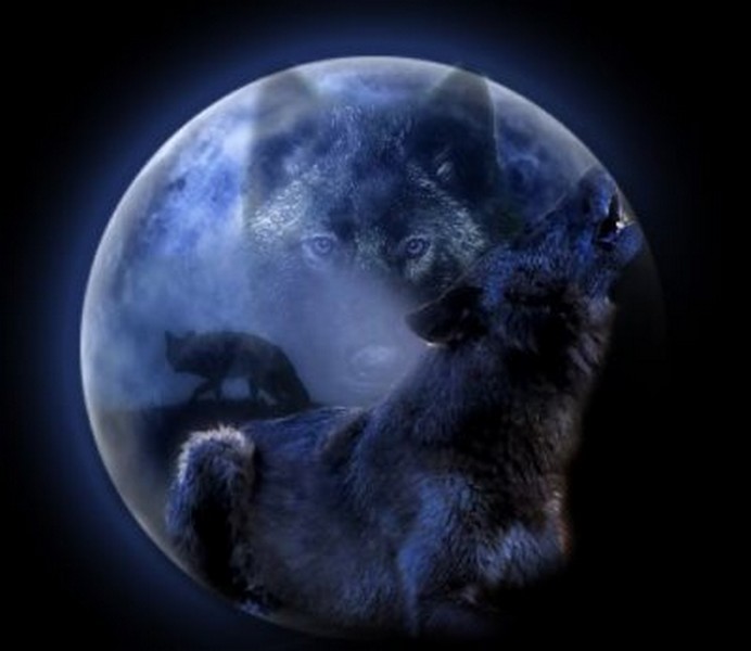 l'ordre des loups Index du Forum