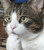 chat2