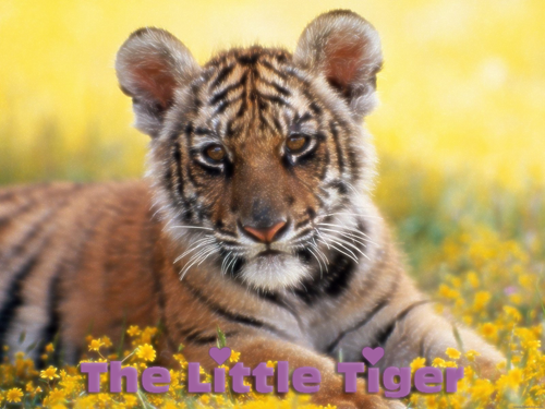 The Little Tiger Index du Forum