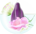 Umm Hajar