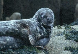 phoque