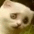 Un chaton un peu tendu