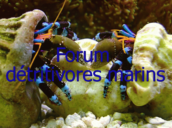 Index du Forum