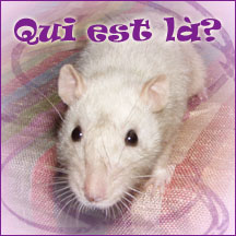 Qui est en ligne ?