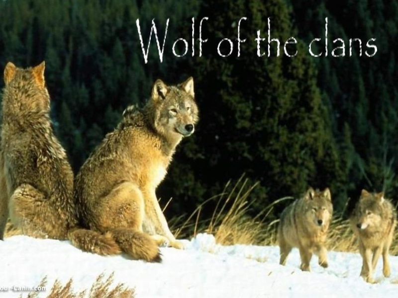 wolf of the clans Index du Forum