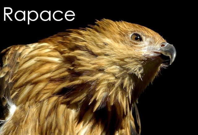 Rapaces Serveur 6 Index du Forum