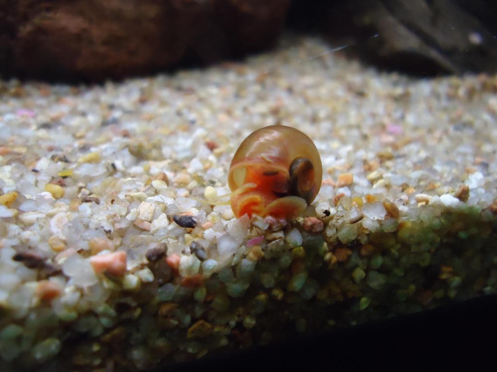 Escargot Dans Aquarium Bon Ou Mauvais AQUAROUEN :: Bon ou mauvais escargot?