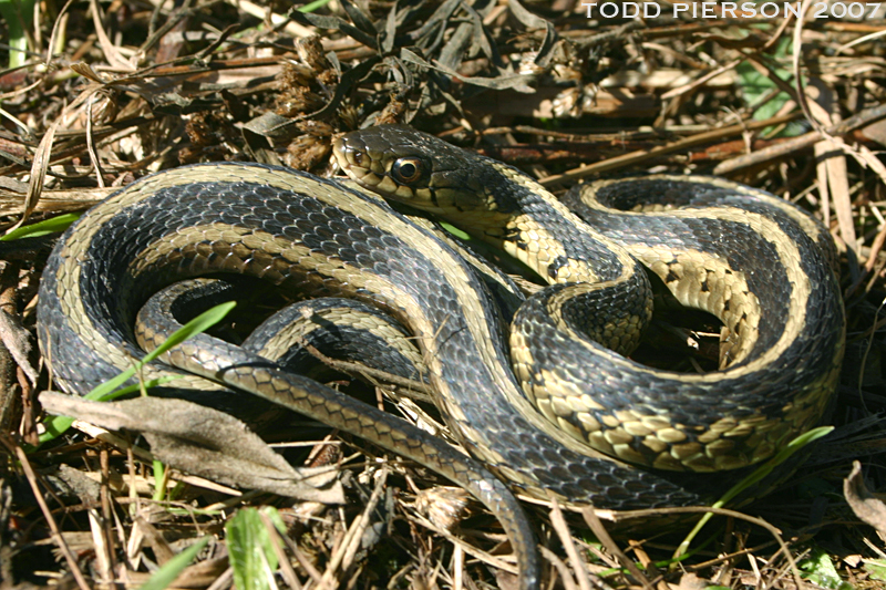 Thamnophis sirtalis Tham-sir-semifasciatus-31bcbc6