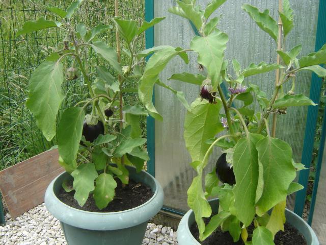 planter une aubergine en pot
