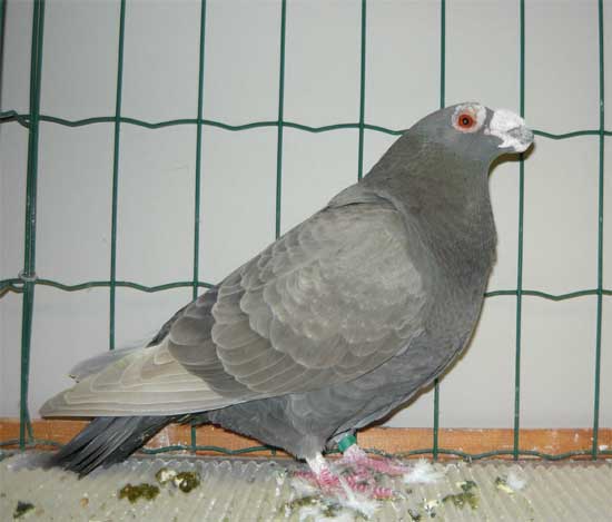 La Colombophilie Marocaine أصل الحمام الزاجل