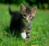 Chaton Chaton