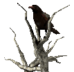 Maître