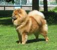 Eurasier