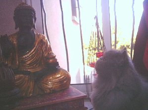 chat passion Index du Forum