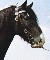 Shires