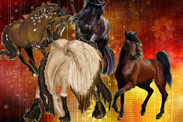 Passion chevaux Index du Forum