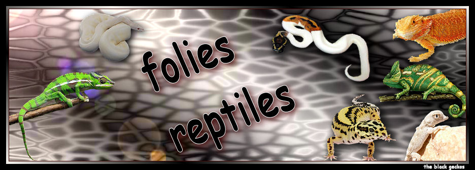 folies crevettes Index du Forum