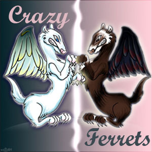 les "crazy ferrets" Index du Forum