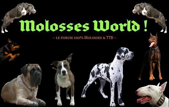 100% Molosses et Terriers de type Bull !! Index du Forum