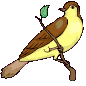 oiseau