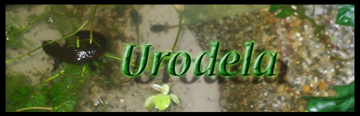 Urodela Index du Forum