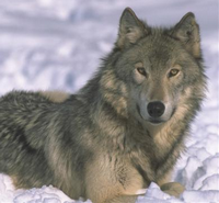 Loup Loup