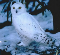 Chouette des neiges Chouette des neiges