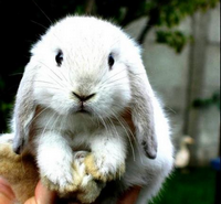 Lapin Lapin