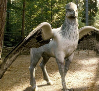 Hyppogriffe Hyppogriffe