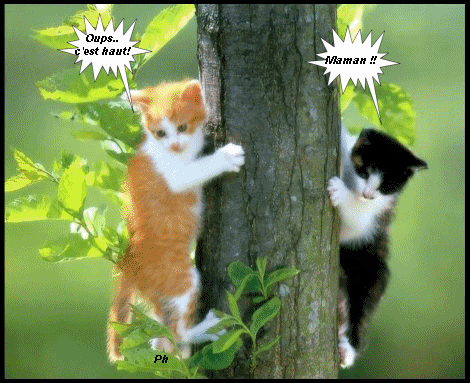 Chat en ligne redcoon