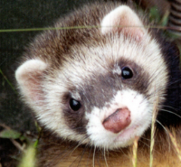 Furet Furet