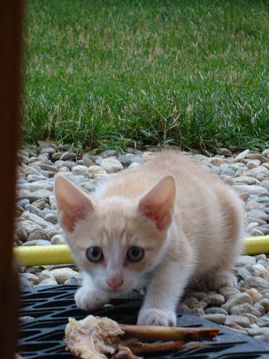 comment apprivoiser un chaton