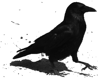 the red raven Index du Forum