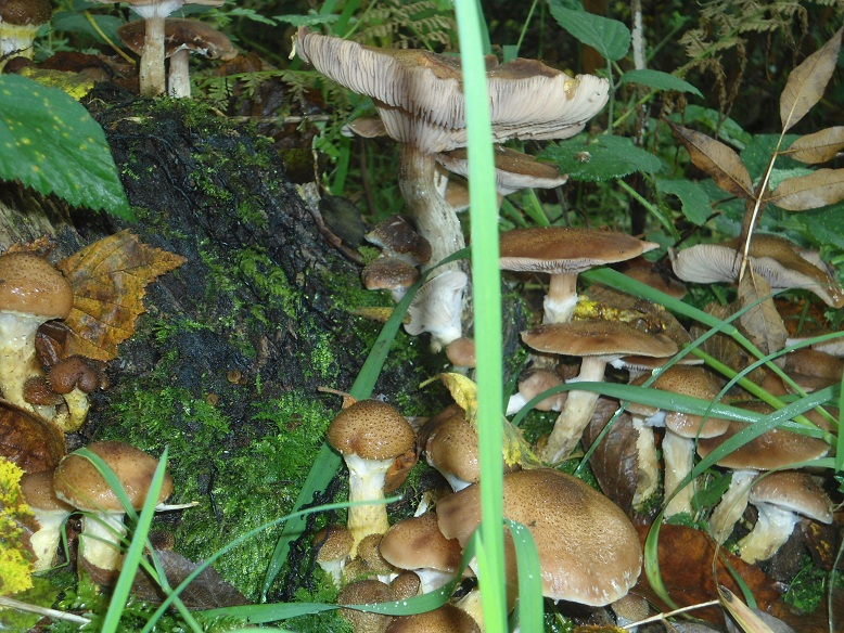 Une Ménagerie dans mon Jardin :: Identification de ...