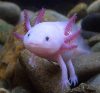 Axolotl Axolotl
