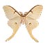 Papillon lune