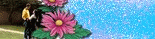 Petit nouveau