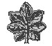 Lieutenant Colonel