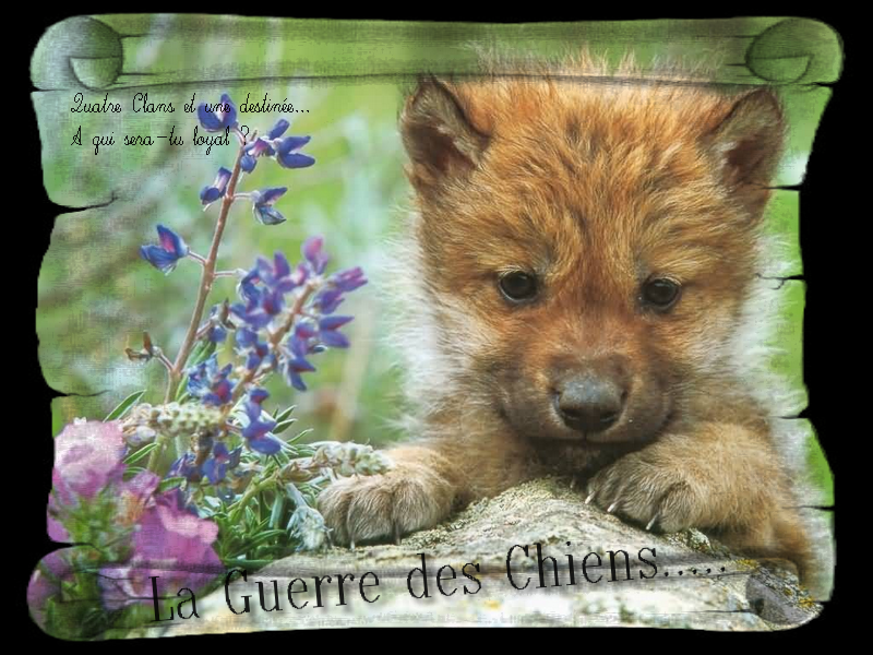 la guerre des clans version chiens Index du Forum